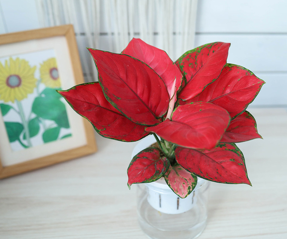 皇后盆栽如意花盆水培植物吉祥如意中国红吉吉利绿植