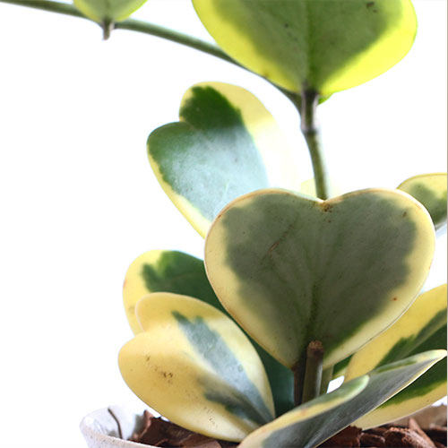 植物一片心多多头群生多肉组合盆栽迷你绿植绿植