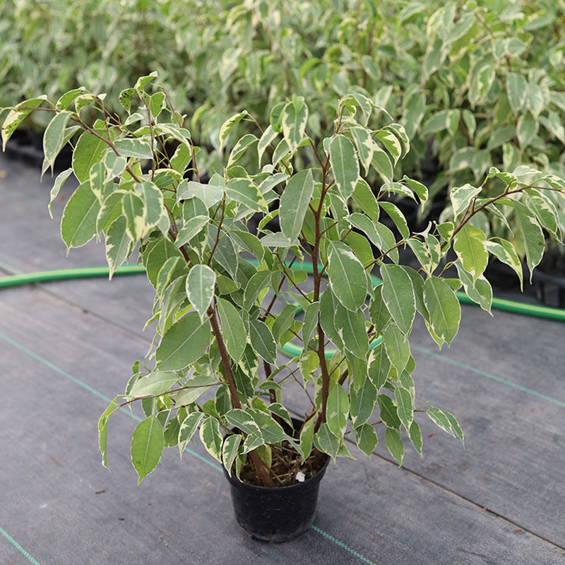 星光办公桌夏季耐热盆栽叶盆栽垂榕植观叶绿室内绿植