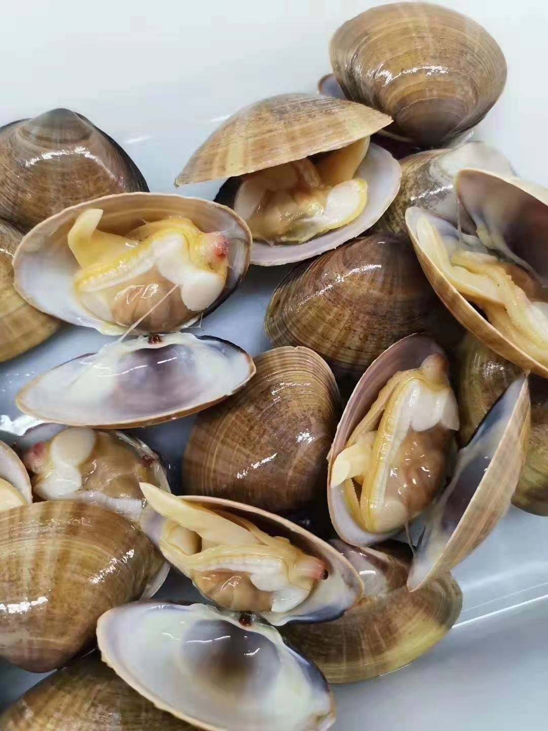 黄蚬无沙丹东鲜活东港野生蛤蜊新鲜文贝顺丰扇贝