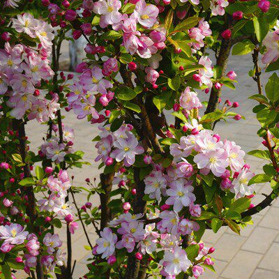 海棠庭院别墅绿化耐寒植物海棠树树苗西府垂丝行道树