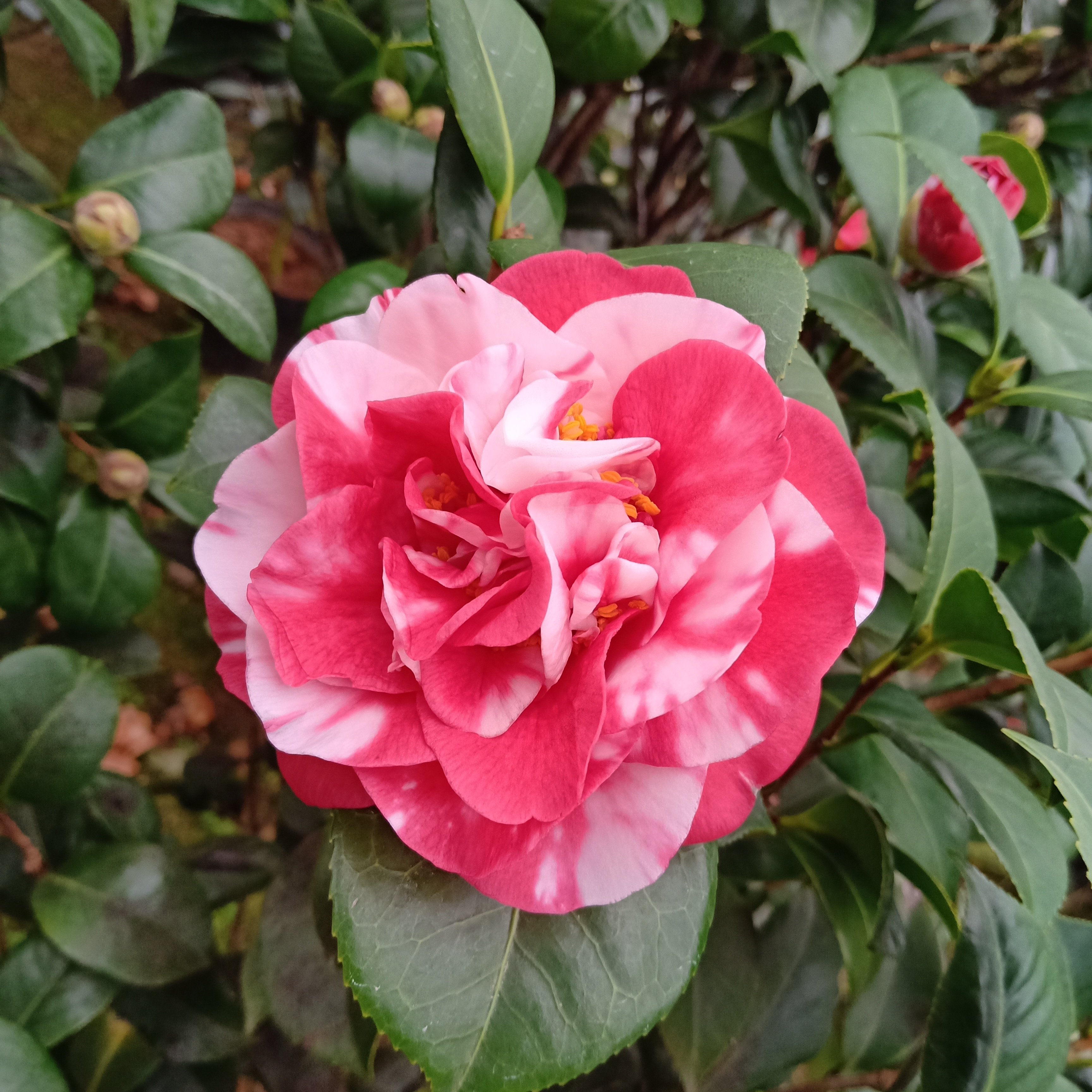 花露珍花绣球蝴蝶茶花盆栽树苗花苞复色花卉时令草本花卉