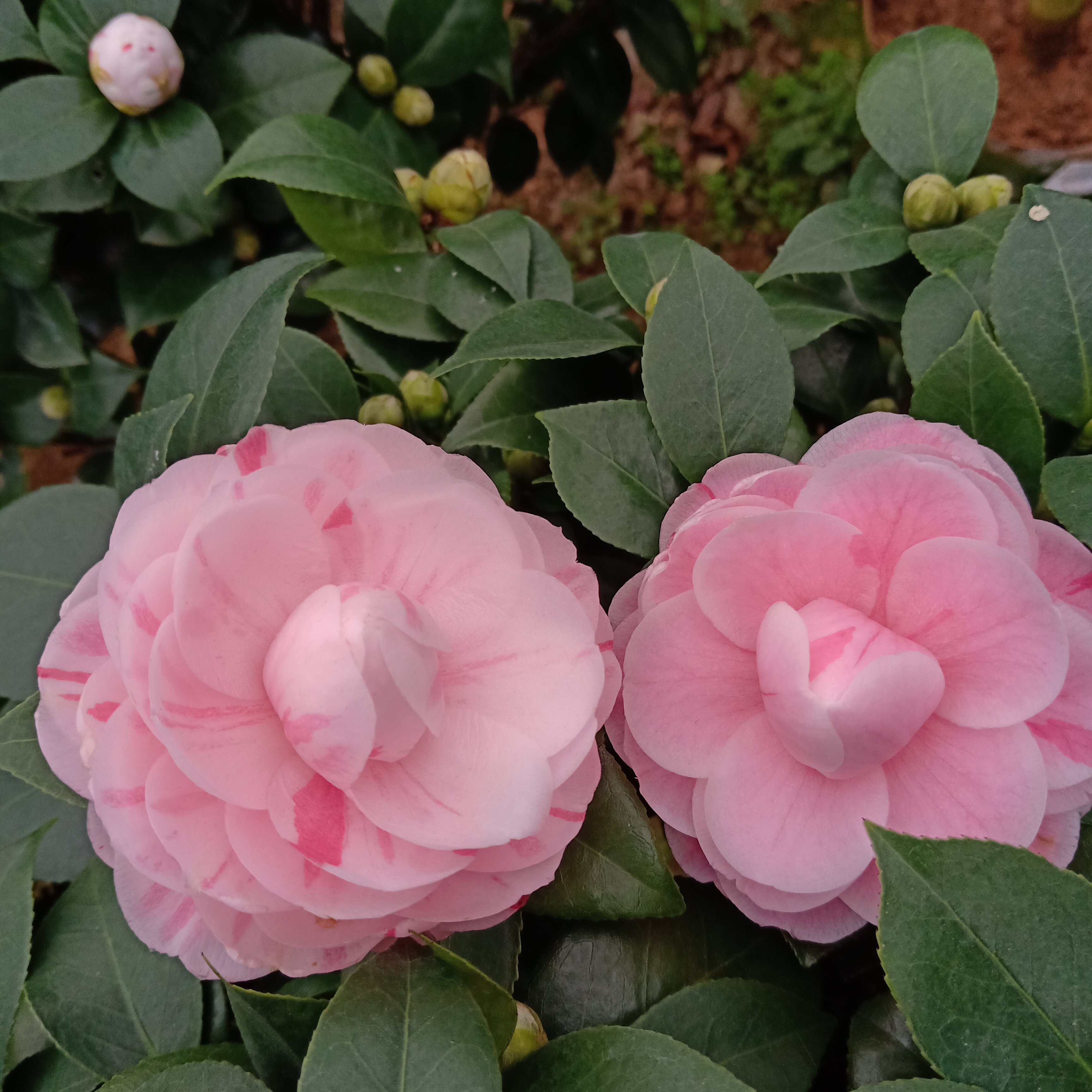 十八学士茶花盆栽树苗白底多色名贵品种山茶花时令草本花卉