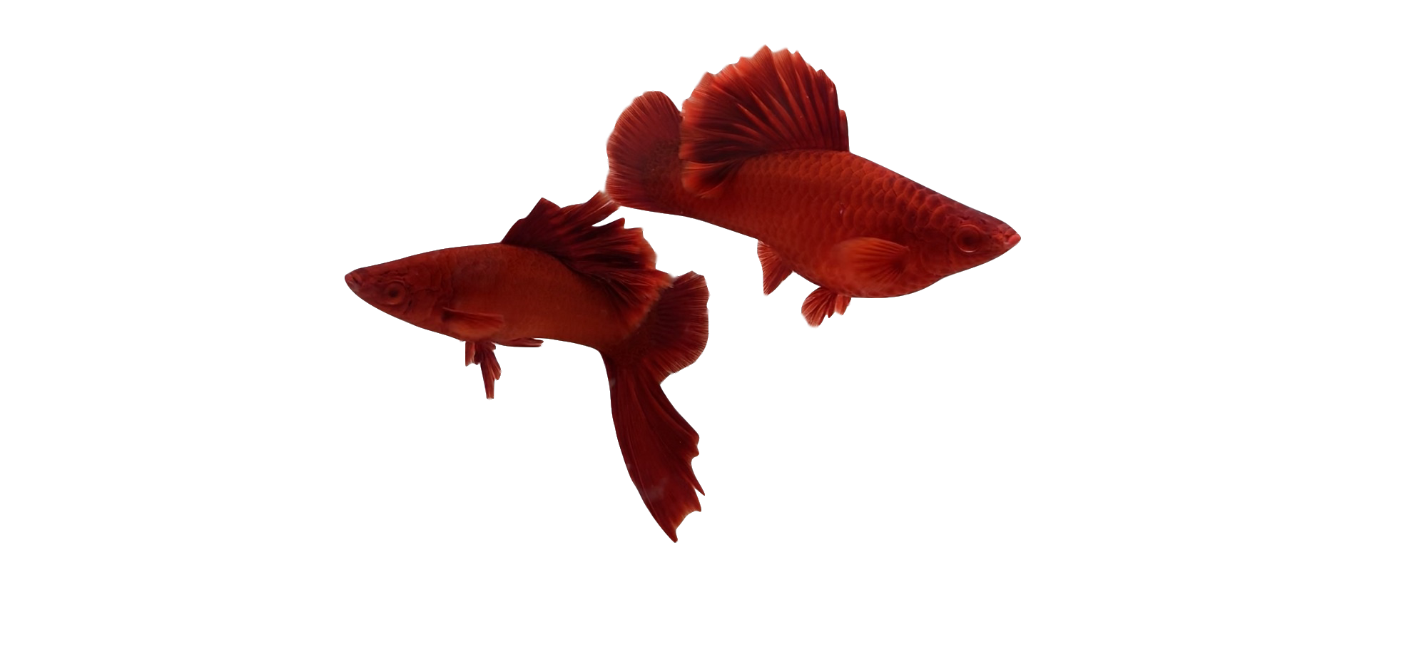 高鳍红箭鱼观赏鱼高鳍红剑鱼鱼苗淡水热带鱼狼牙帆菊花活体鱼饲料