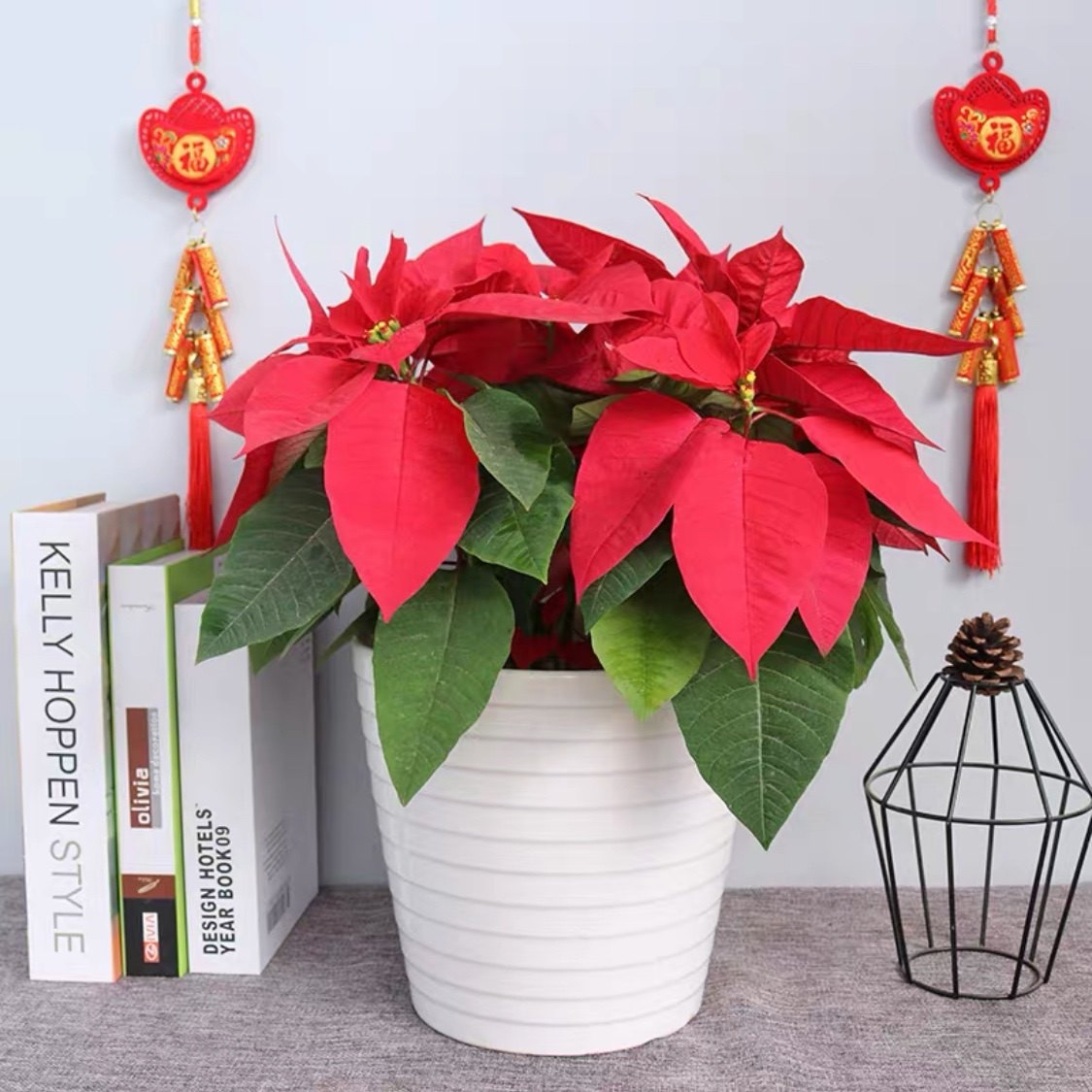 圣诞绿植盆栽一品红红绿室内年宵花卉送礼佳品大型绿植