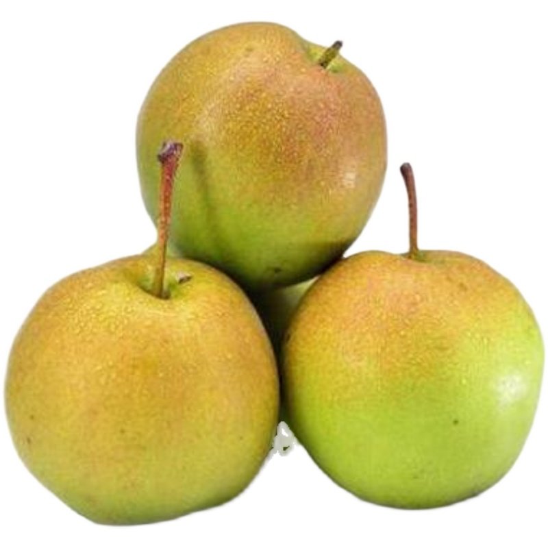 玉露香梨正宗山西新鲜现摘脆甜梨子当季时令梨