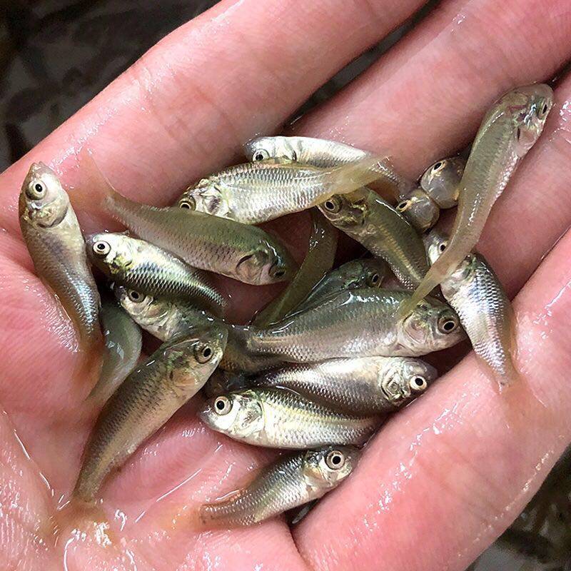 鱼苗活体鲫鱼龙鱼鳄龟饲料泥鳅幼苗青鱼淡水鱼