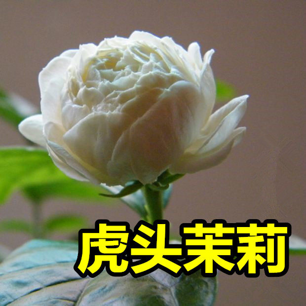 茉莉三叶轮生虎头茉莉花盆栽庭院阳台芳香花卉其它