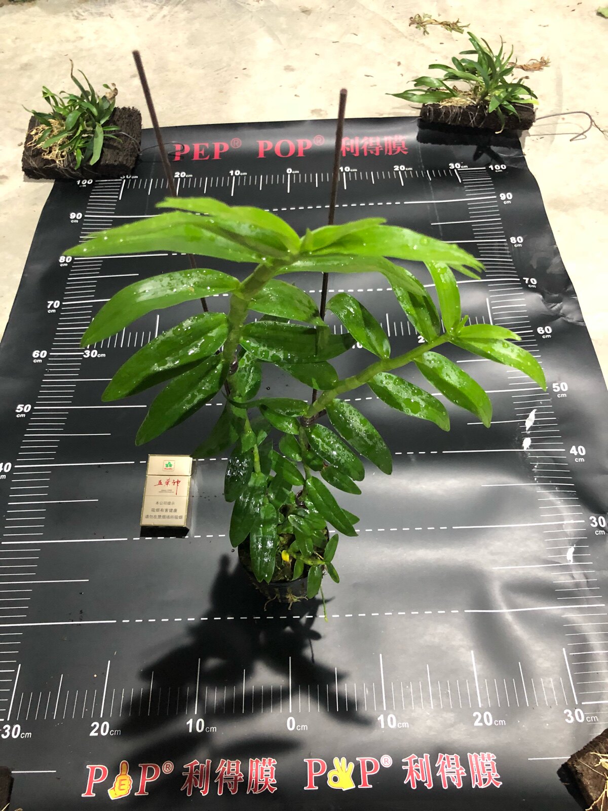 白檀香檀香石斛洋兰优质推荐包邮绿植盆栽花卉时令草本花卉