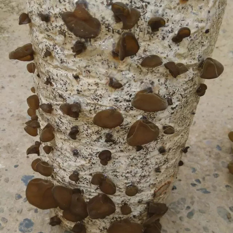 黑木耳菌包蘑菇菌种子菌菇包自种盆栽蘑菇食用菌棒包邮室内蘑菇