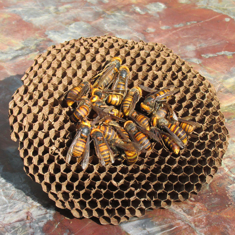 泡酒材料养生金环胡蜂地蜂野生虎头蜂500g黄蜂马蜂敬父母养生泡酒