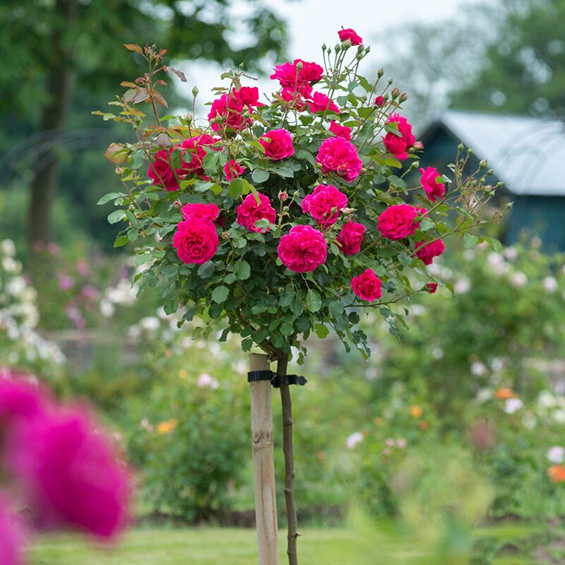 月季庭院盆栽嫁接树状树形树桩玫瑰玫瑰花花苗时令草本花卉