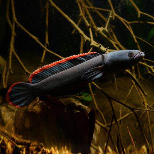 精品亚热带中大型猛鱼凶猛观赏鱼冷水鱼鱼鳢火背蛇头鱼