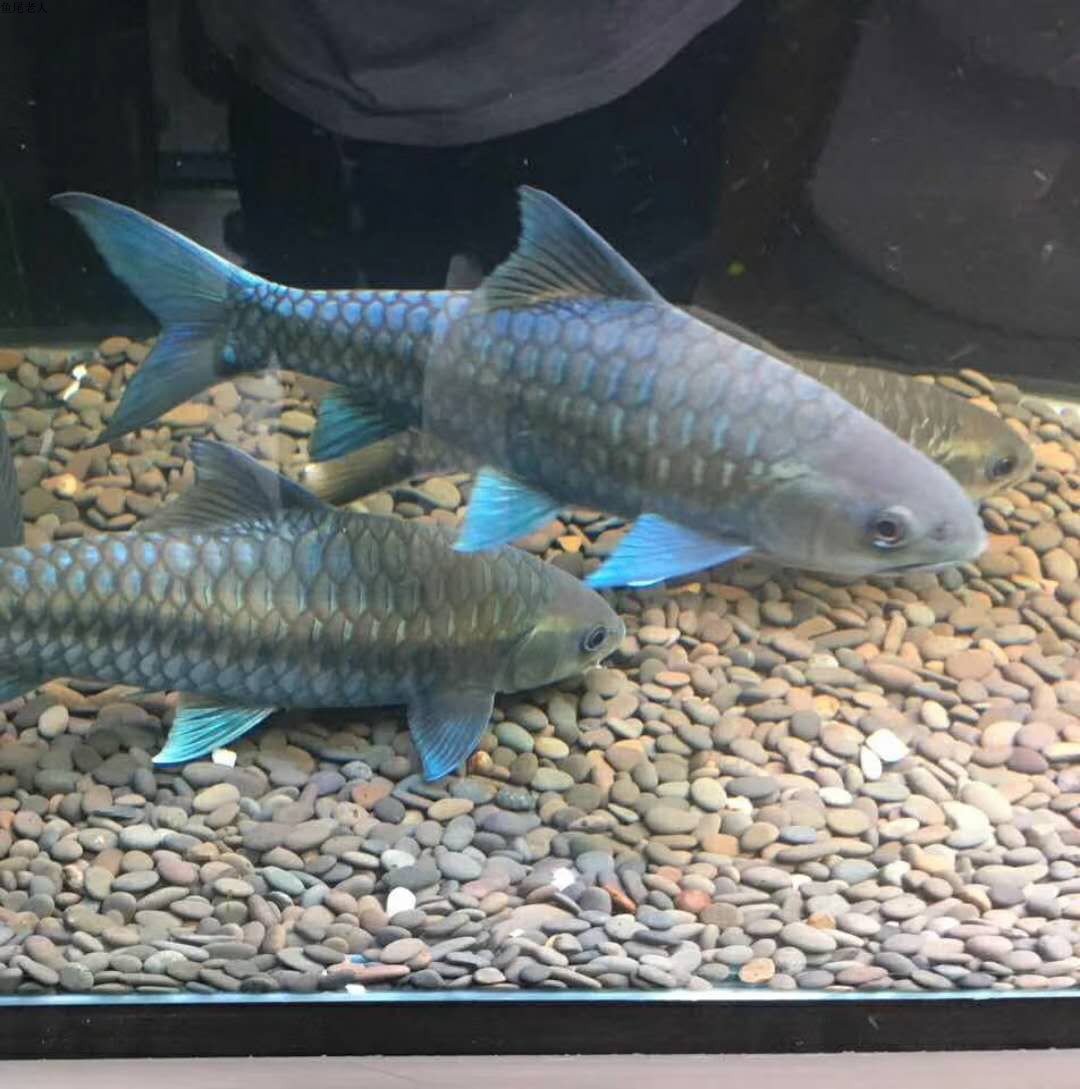 精品史氏新光唇蓝吉罗观赏鱼凶猛大型鱼苗稀有鱼