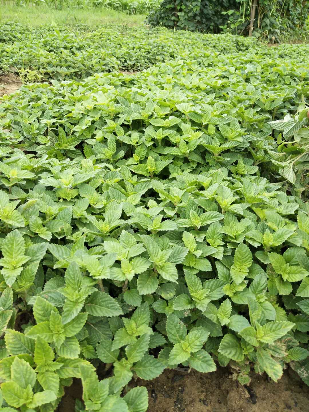 广东凉粉草绿凉粉原料 烧仙草现摘仙人草 凉粉草甜品两斤包邮