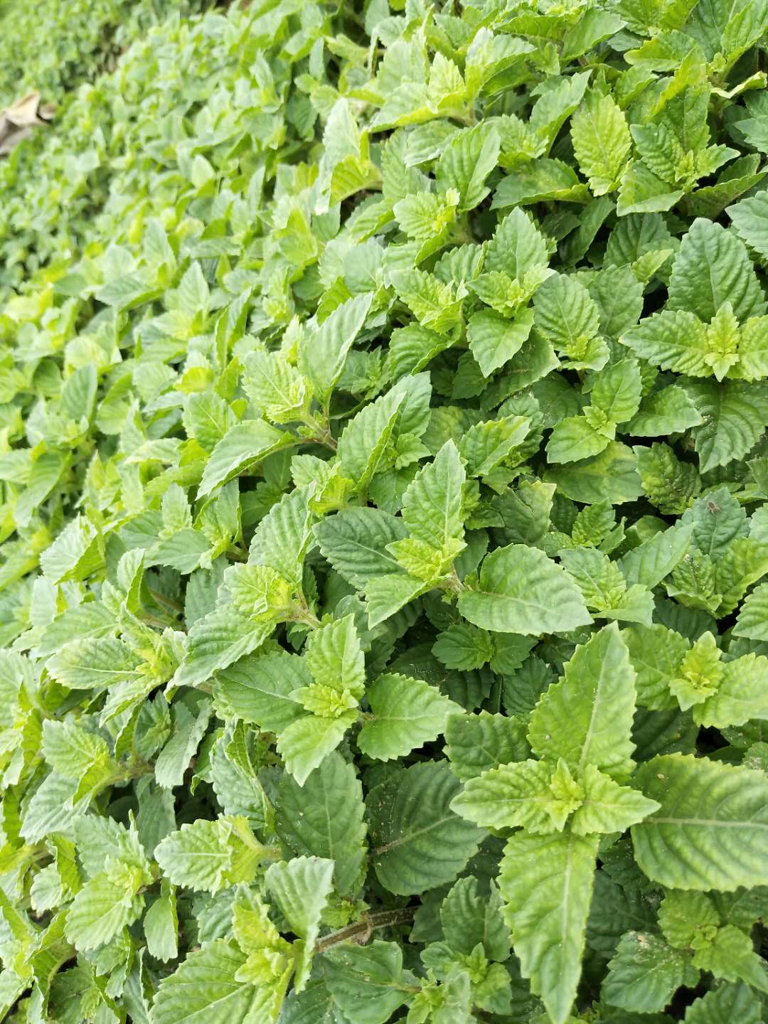 广东凉粉草绿凉粉原料 烧仙草现摘仙人草 凉粉草甜品两斤包邮