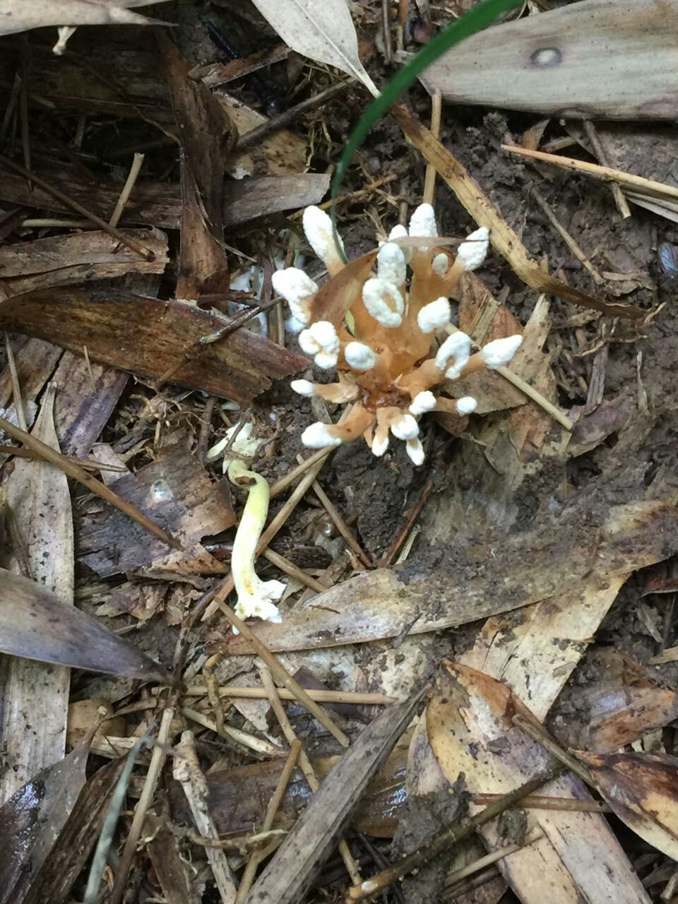新鲜野生蝉花知了花竹蝉花 一只大金蝉花山区现挖 包邮 300只 - 痕风