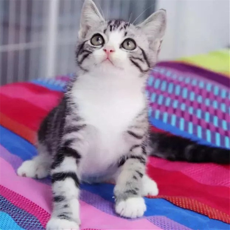 白起美短加白美国短毛猫美短加起司猫宠物猫家猫咪