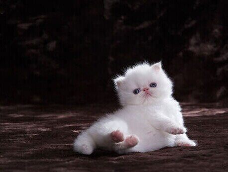 加菲猫猫咪异国长毛纯白波斯猫幼猫活体宠物纯白色猫咪