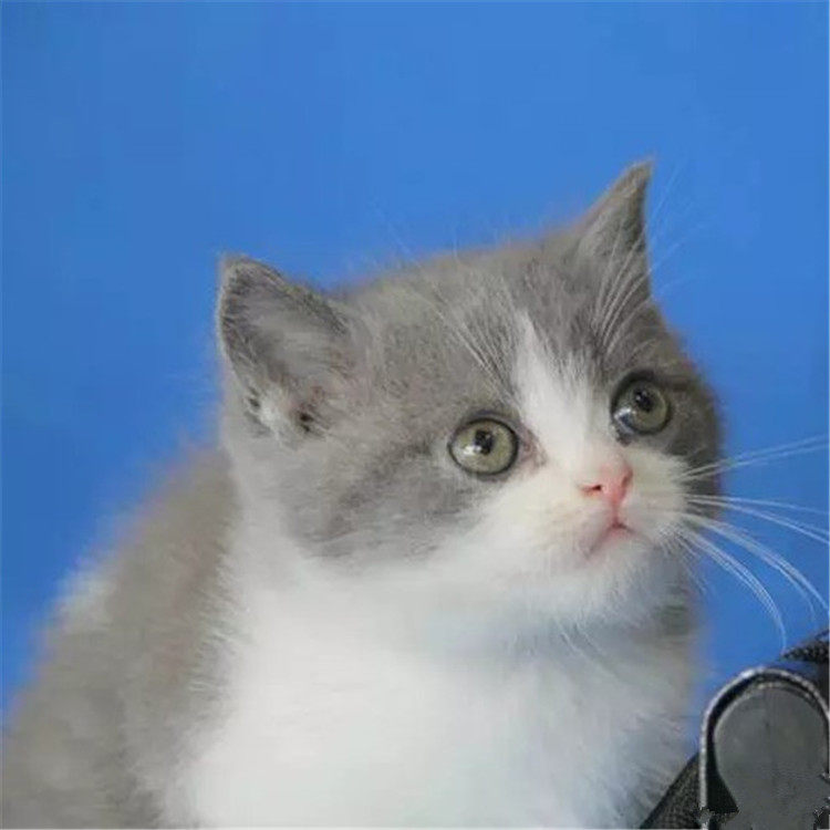 宠物蓝白英国短毛活体幼猫猫英蓝猫纯种双色猫咪