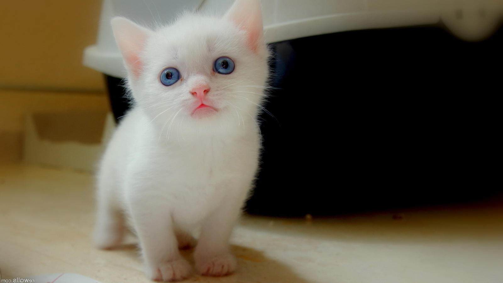 宠物出售猫咪活体加菲英短蓝猫小花猫情人节礼物猫咪