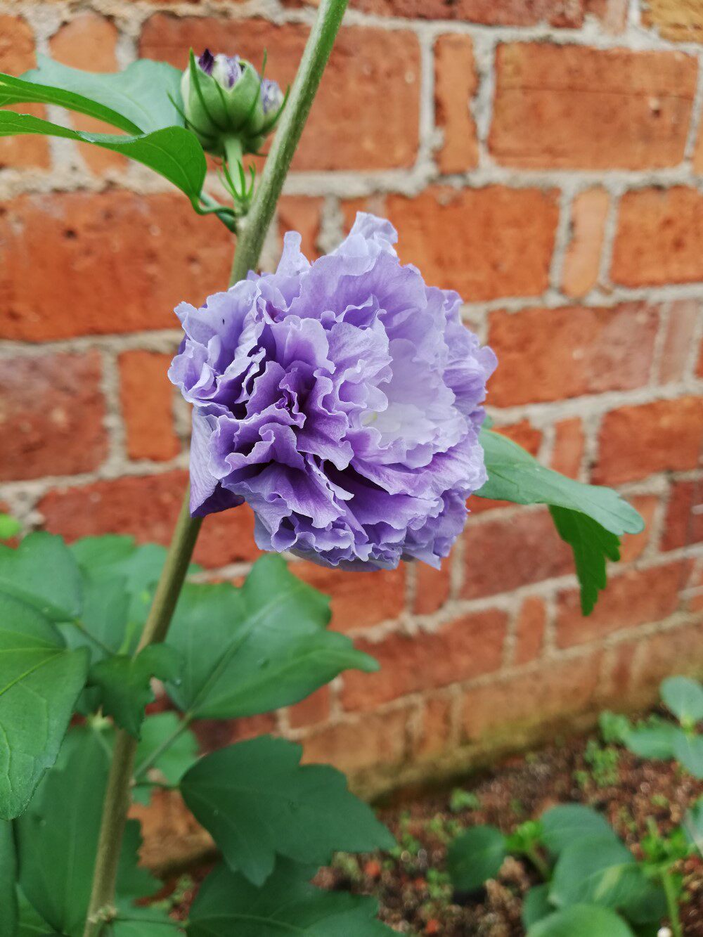 日本木槿紫玉花卉盆栽宿根易养活新款新品推荐爆款阳台庭院秋季