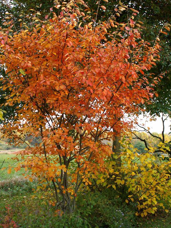 平滑唐棣树苗稀有含钙水果丛生单杆绿植进口观叶