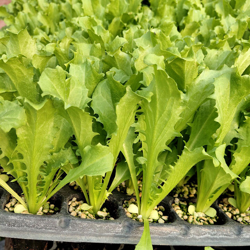 苦菊种子生菜盆栽苦苣幼苗春季蔬菜种籽四季家庭园艺种子