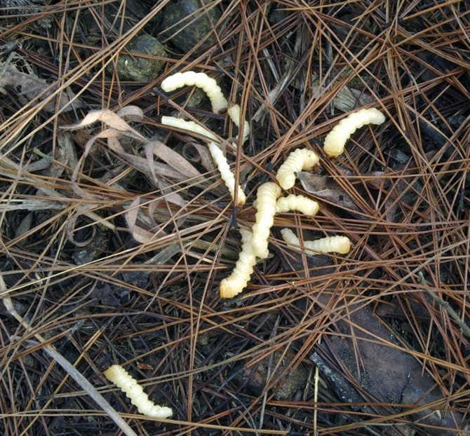大中号柴虫 活天牛幼虫富含蛋白质营养 增膘提性打斗比赛食物50只