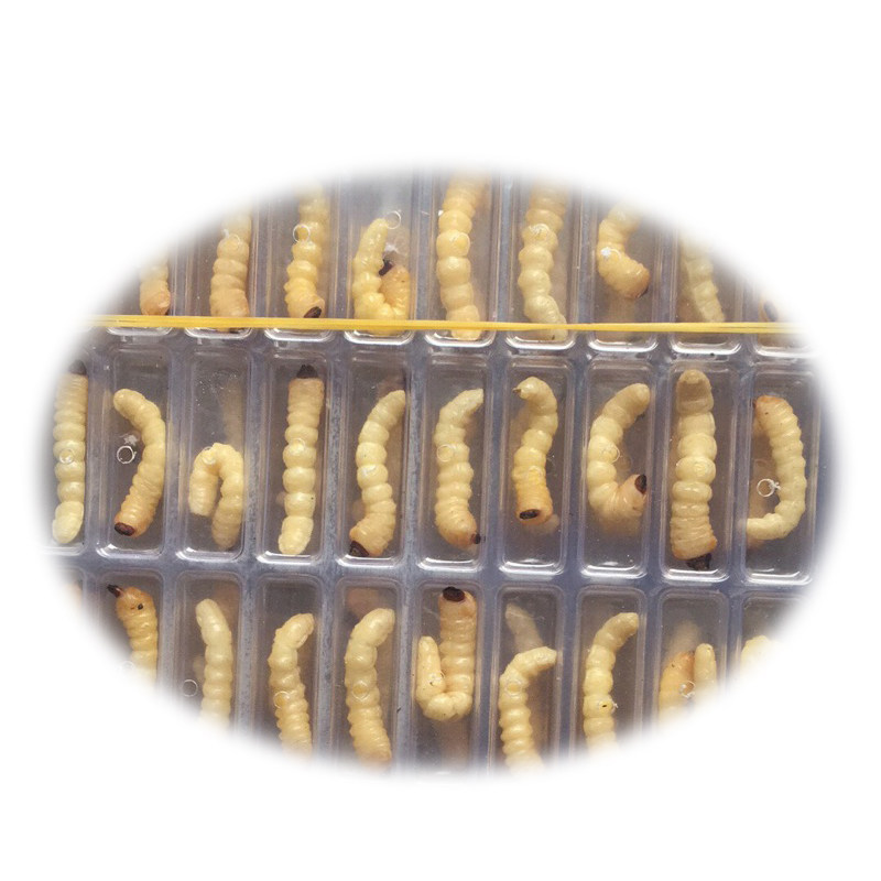 特大号柴虫50只 活天牛幼虫富含蛋白质营养 增膘提性打斗比赛食物