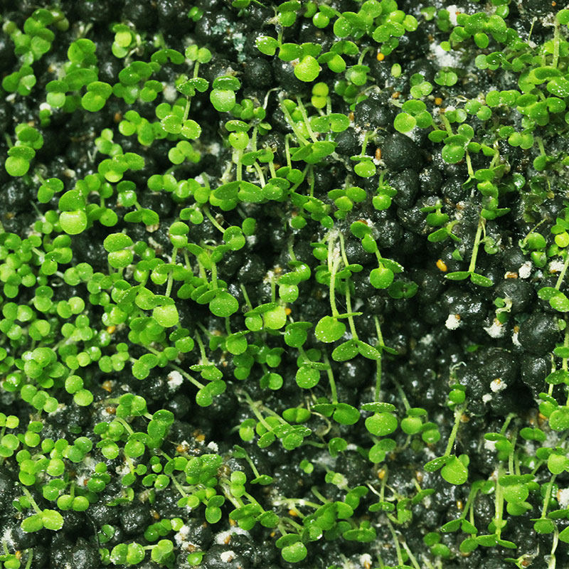 水草鱼缸种籽不用种子牛毛毛毡珍珠造景懒人水草