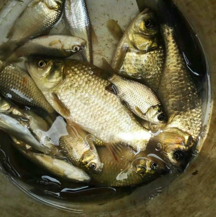 新鲜月子滋补孕妇小鱼淡水鲫鱼小杂河鱼小河淡水鱼类