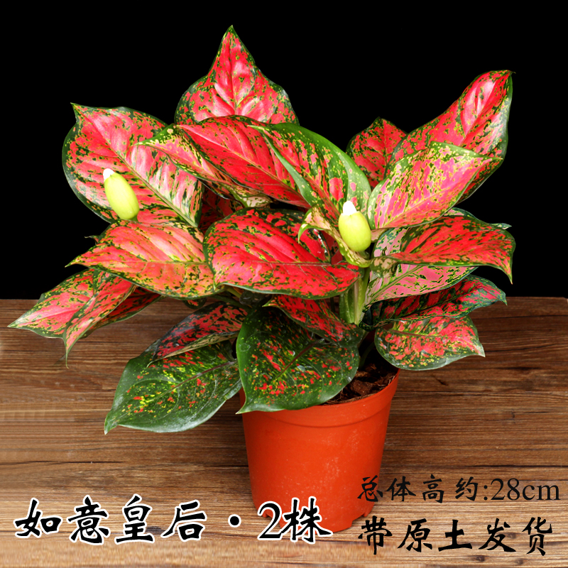 富贵竹水培植物观音竹转运竹弯竹绿萝桌面小盆栽大叶竹开运竹龙竹