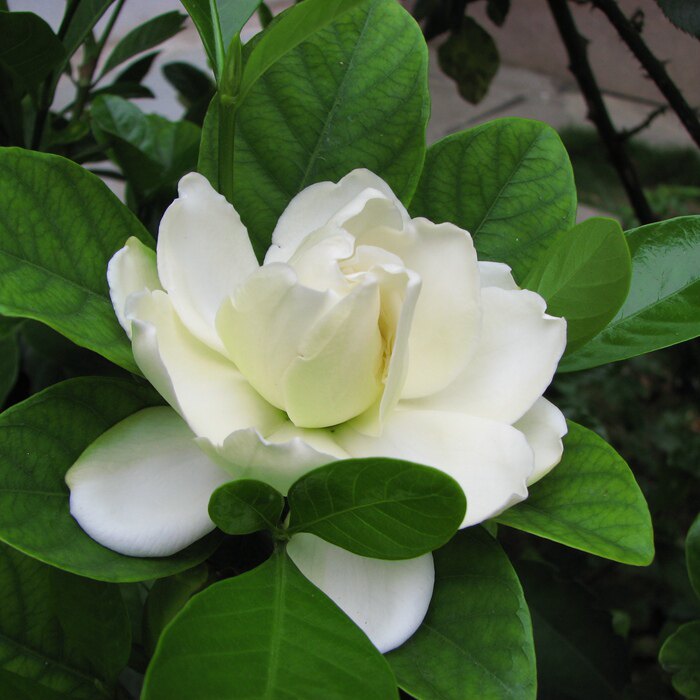 牡丹栀子花树苗盆栽香水大叶四季植物栀子花绿植花卉客厅当年开花