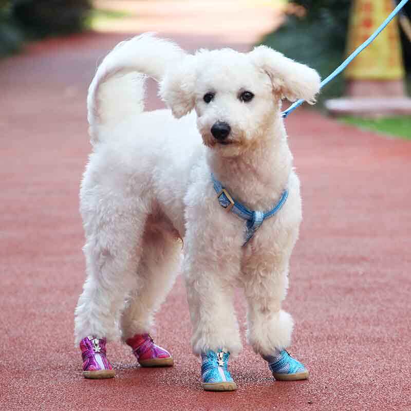 小狗鞋小型犬通用牛筋底宠物鞋泰迪小狗凉鞋春夏季比熊鞋狗狗鞋子