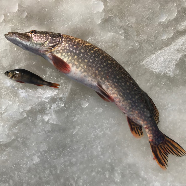 鱼狗顺丰5斤棒子鲜活三花鱼新冷水江野生黑龙江淡水鱼类