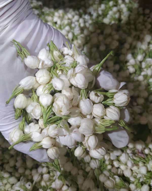 叶子家含有精油饱和茉莉纯露250毫升纯露