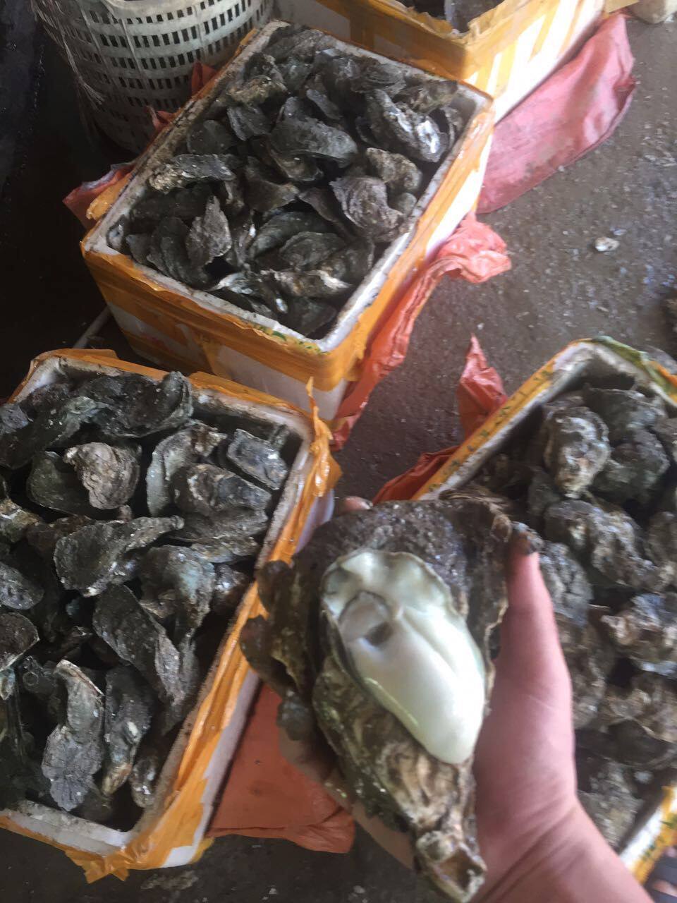 烧烤档生活水产生牡蛎半壳全壳大蚝一件100斤生蚝