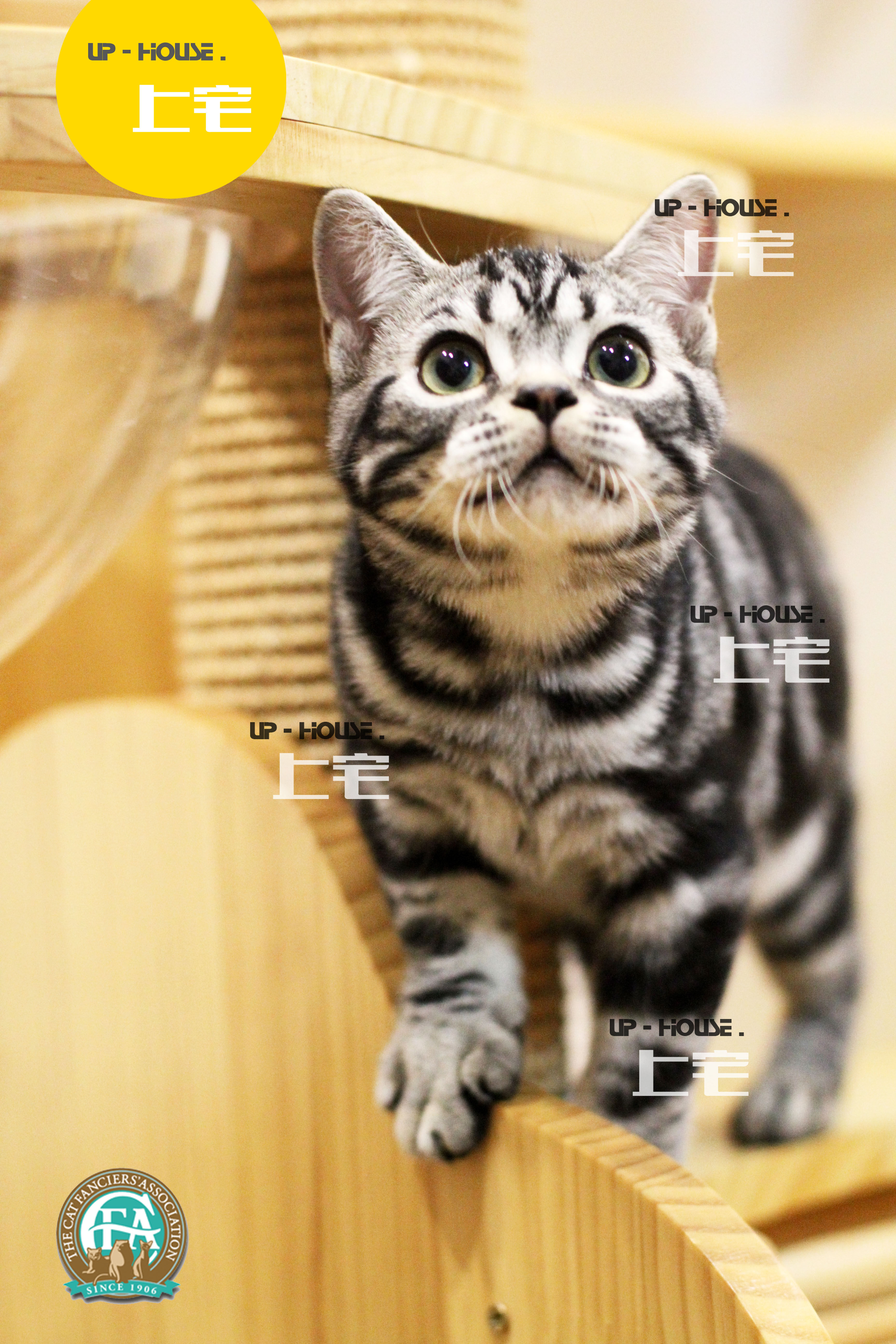 宅猫uphousecfa美国短毛猫赛级美短银虎活体幼猫猫咪