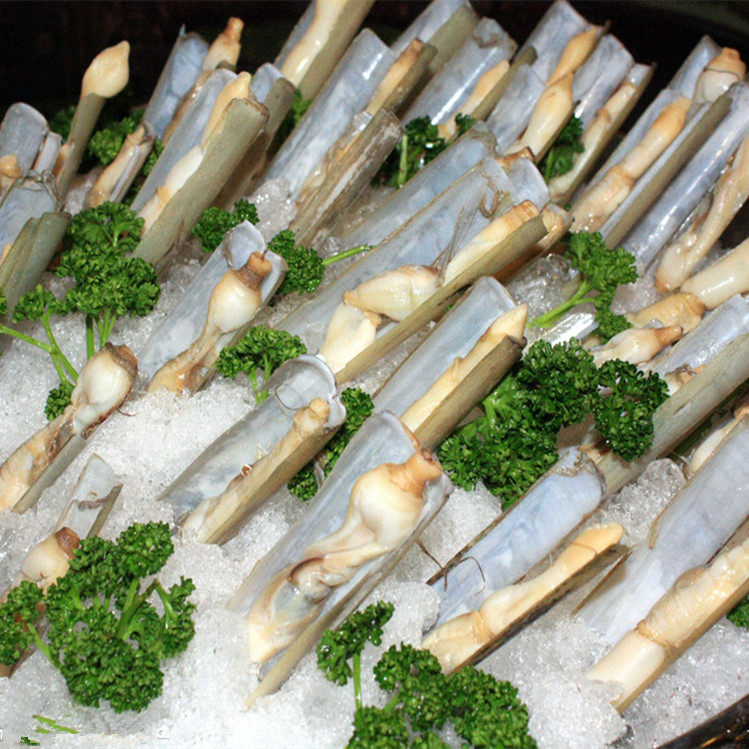 鲜活小竹蛏青岛竹节蛏手指蛏竹蛏王特大蛏子海鲜水产贝类500g包邮