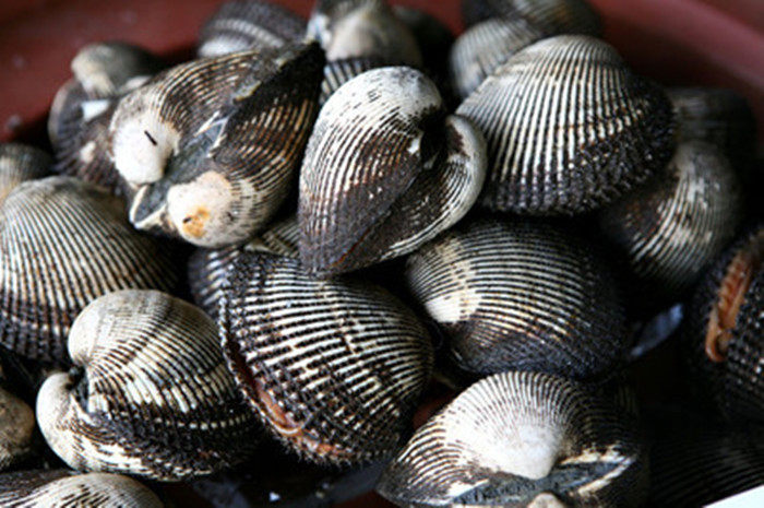 东海 舟山野生新鲜豆腐鱼 龙头鱼九肚鱼 新鲜海鲜小龙鱼 500g