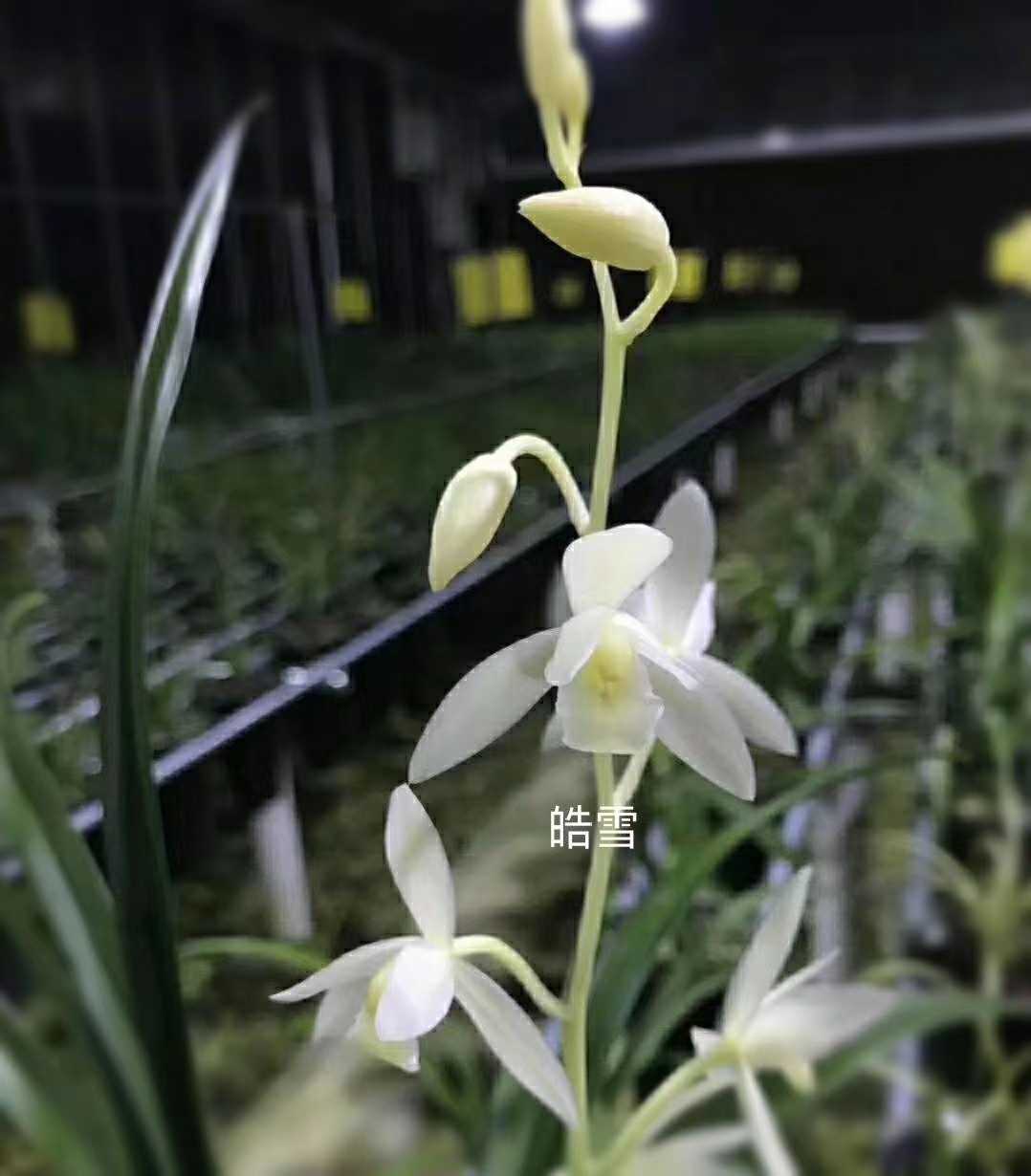 建兰雪兰花苗花苞盆栽白花素心兰室室内花卉时令草本花卉