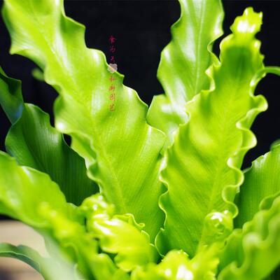 食为天园艺 人气推荐新品微景观花卉苔藓水陆雨林缸绿植 皱叶巢蕨