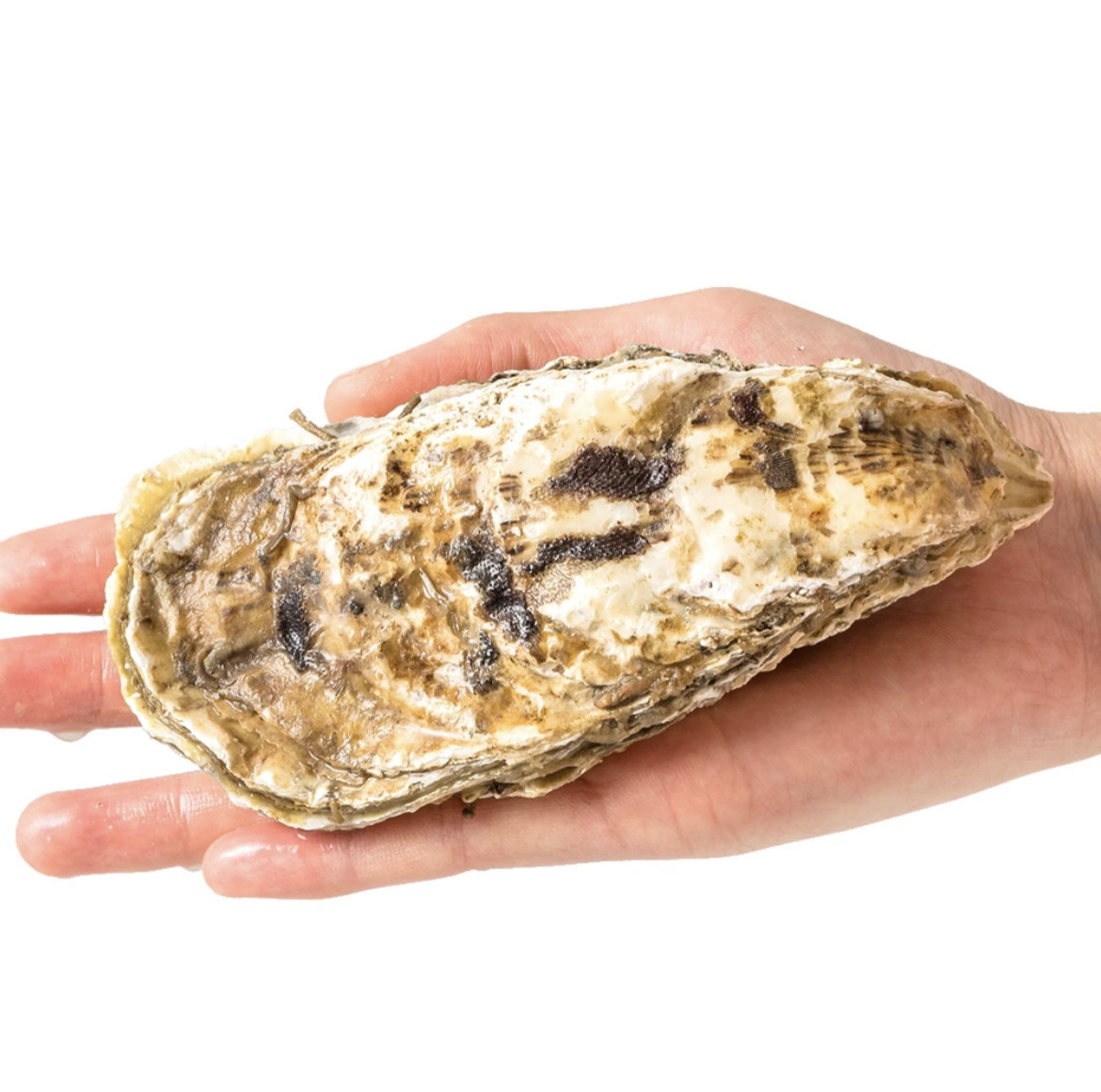 特大号正宗乳山生蚝贝壳鲜活新鲜牡蛎带壳海鲜生蚝