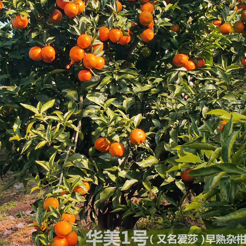 橘子树苗爱莎柑橘新品上市华美美一号早熟爱媛砂糖果树