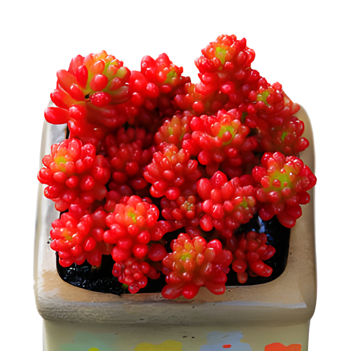 多肉植物老桩大株红色浆果小红莓群生室内盆栽多肉植物