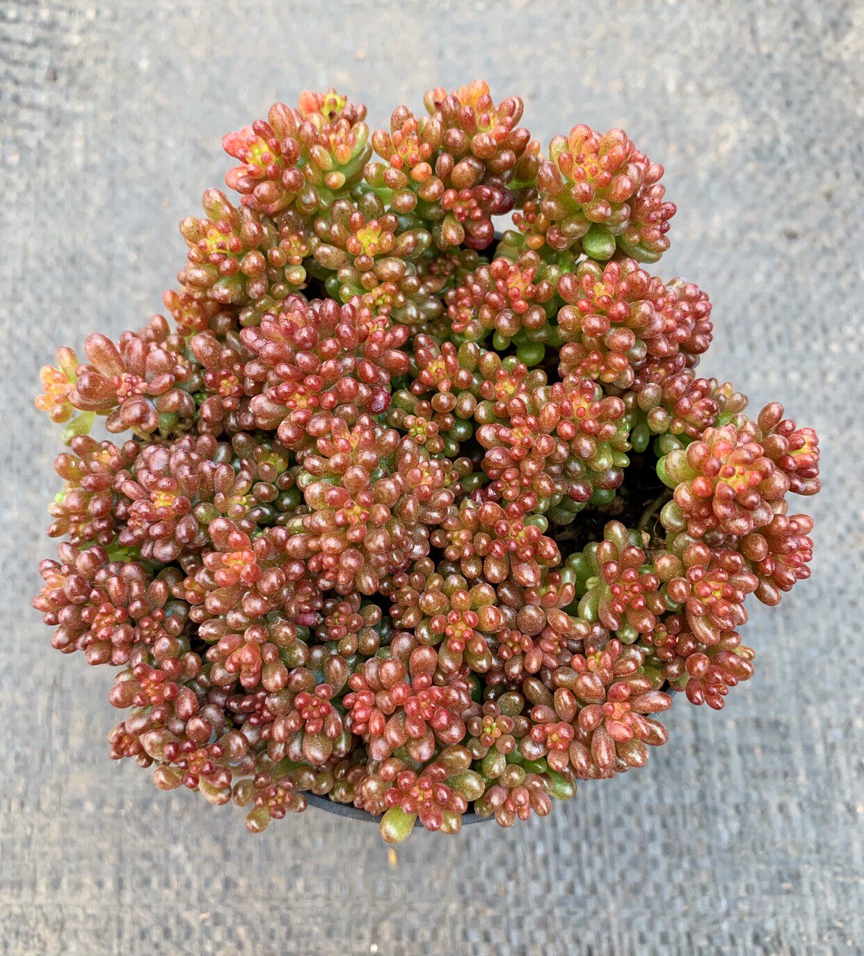 多肉植物老桩大株红色浆果小红莓群生室内盆栽多肉植物