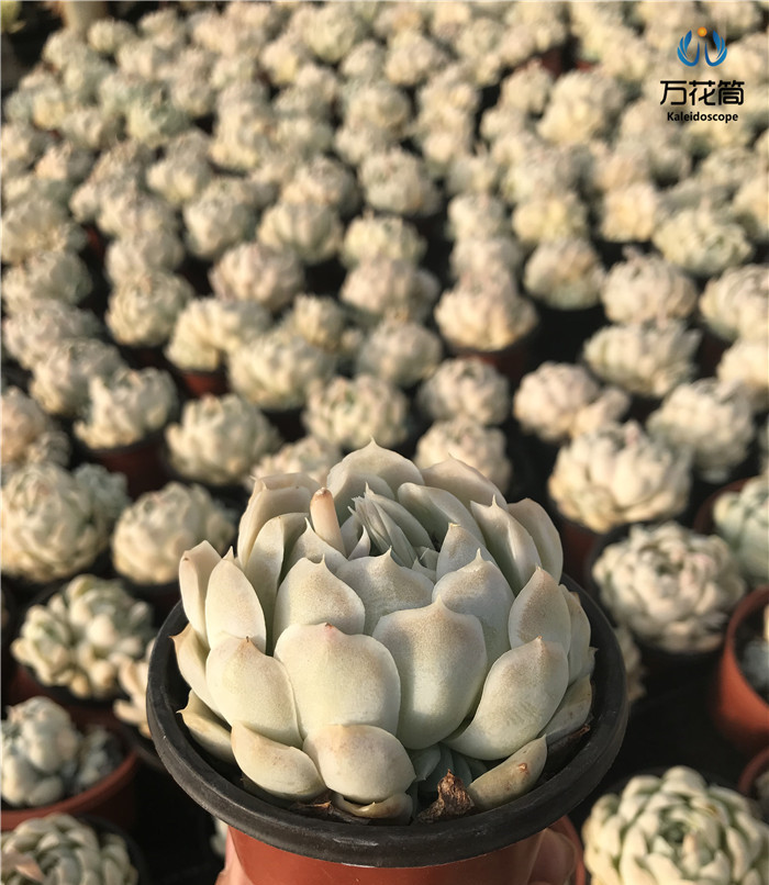 白月影 阿尔巴月影 景天科群生多肉植物裸根四季 好养易打理趣味萌