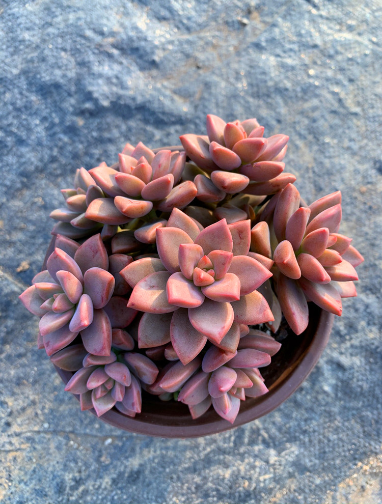 姬胧月云南夏季清棚群生小老桩好养多肉植物室内多肉植物