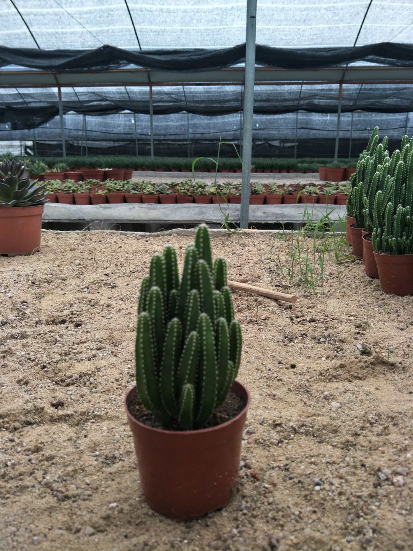 盆栽桌面办公室室内大群柱超仙人仙人掌金手指植物多肉植物